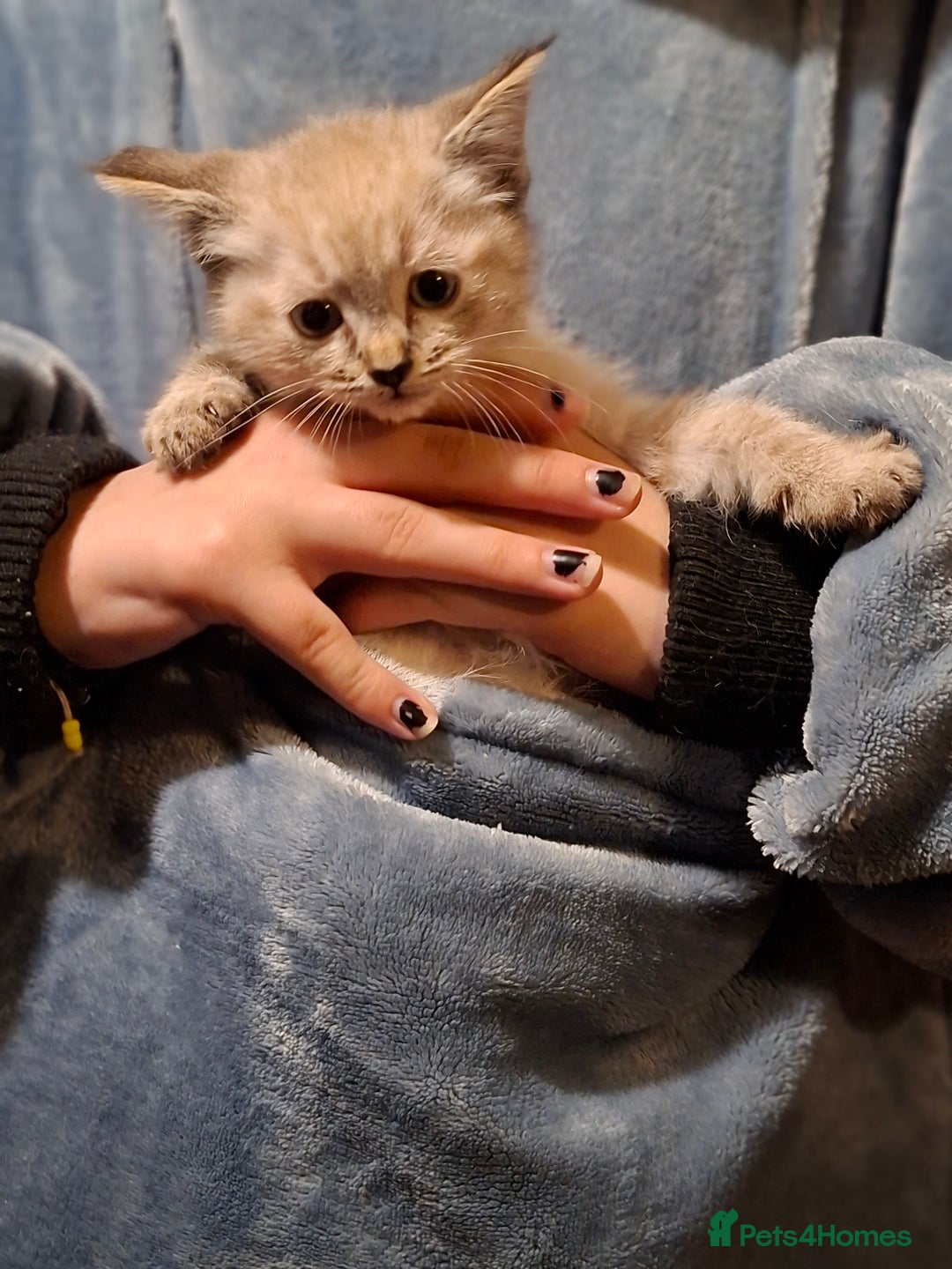 Ragdoll cats for sale: 6x Three quarter ragdolls - Advert 6