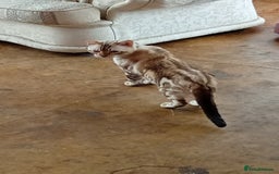 Bengal cats for sale: 1 Boy left, REDUCED. ready this halloween - Image 17