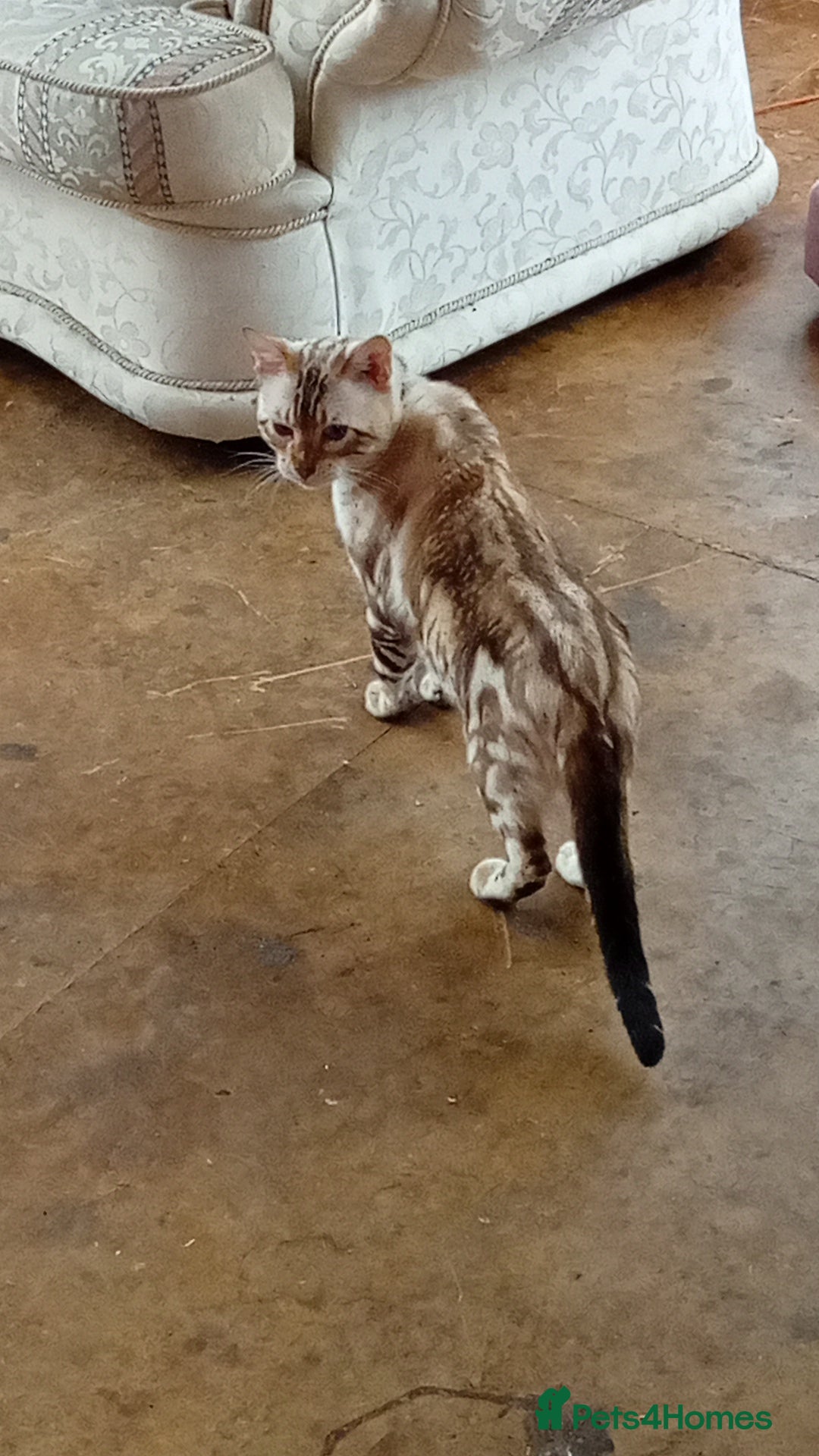 Bengal cats for sale: 1 Boy left, REDUCED. ready this halloween - Image 17