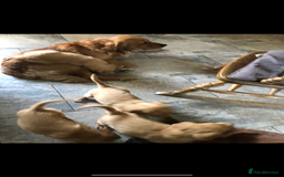 Golden Retriever dogs for sale: Beautiful Health Tested Puppies  - Image 7