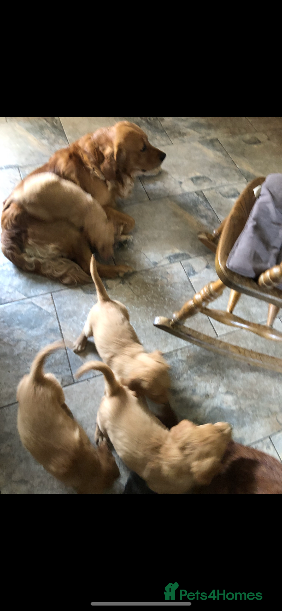 Golden Retriever dogs for sale: Beautiful Health Tested Puppies  - Image 7