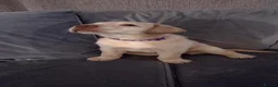 Labrador Retriever dogs for sale: 2 gorgeous labrador puppies  - Advert 11