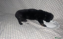 German Shepherd dogs for sale: Czech German Shepherd KC Registered puppies - Image 4