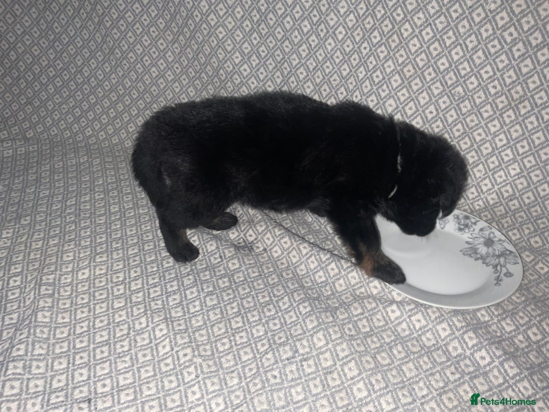 German Shepherd dogs for sale: Czech German Shepherd KC Registered puppies - Image 4