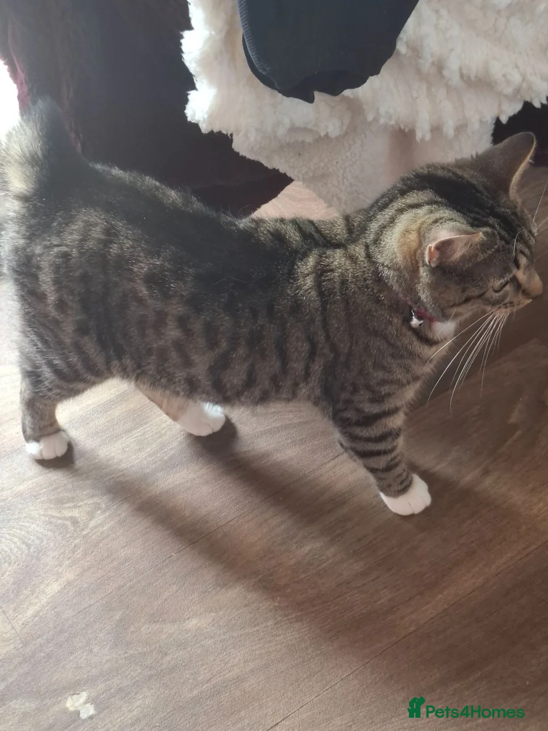 Mixed Breed cats for sale: 8 week old part bengal tabby female in Hinckley - Advert 3