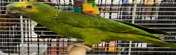 Parrots birds for sale: Amazos/Parakeets/Parrots available  - Advert 1