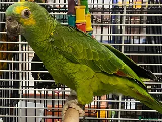 Parrots birds for sale: Amazons/Parrots/Parakeets available - Advert 1