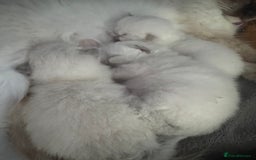 Ragdoll cats for sale: Absolutely Stunning litter of pure Ragdoll kittens - Image 2