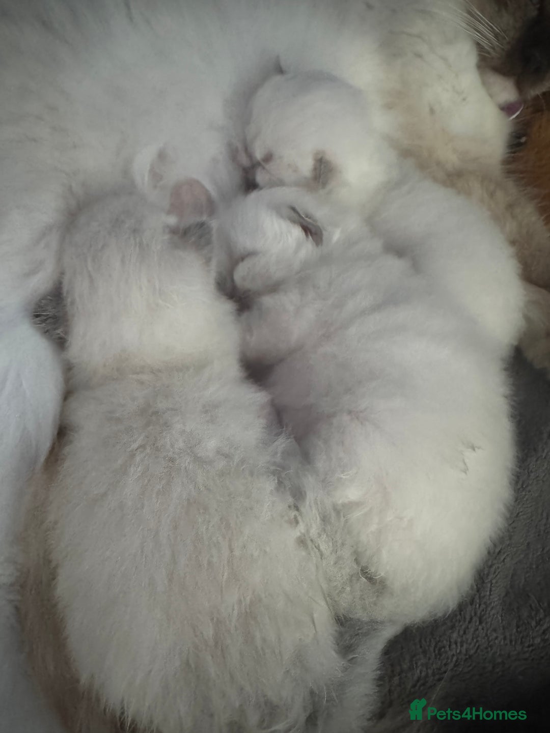 Ragdoll cats for sale: Absolutely Stunning litter of pure Ragdoll kittens - Image 2