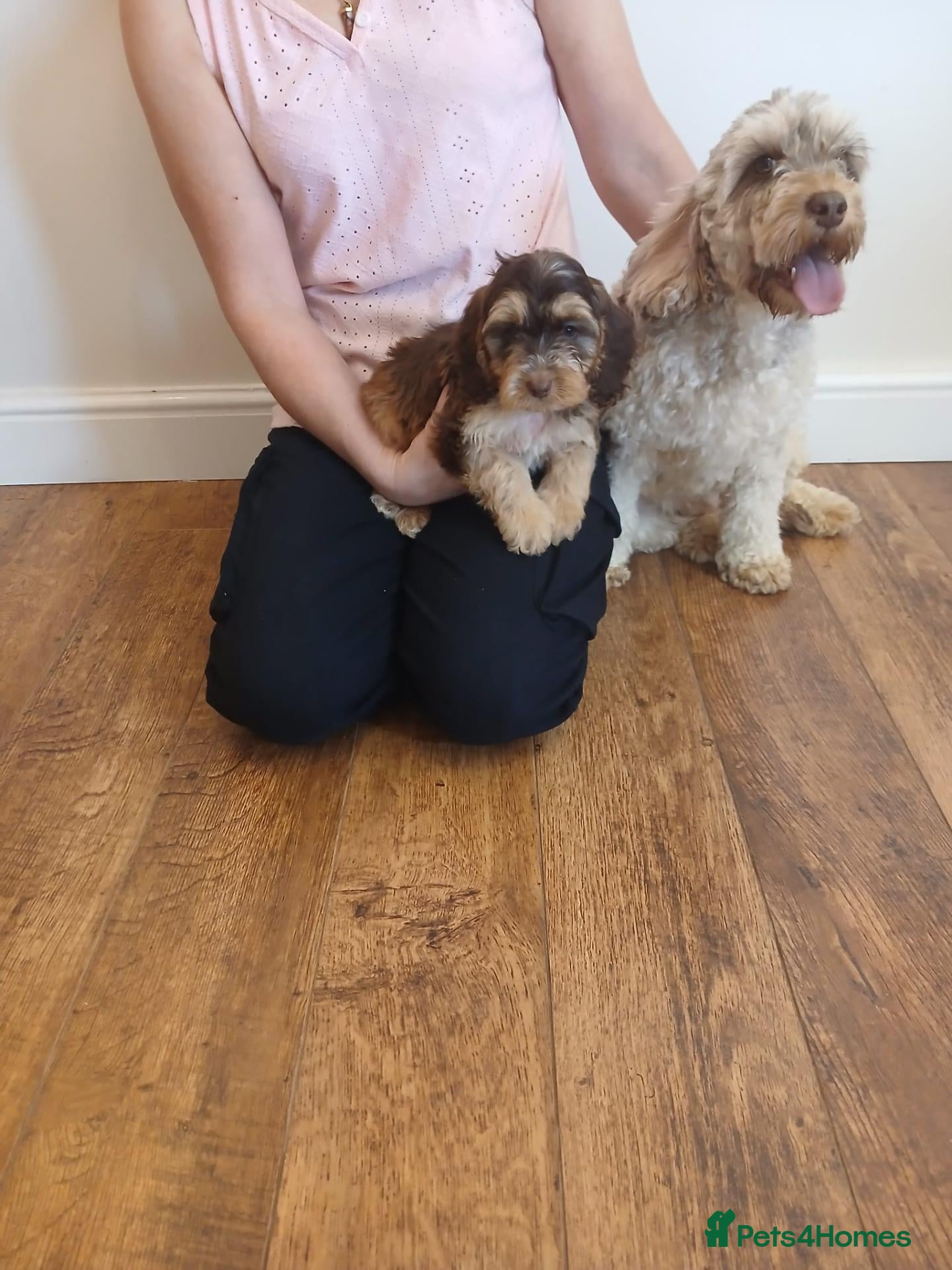 Cockapoo dogs Cockapoo puppies  - Advert 1
