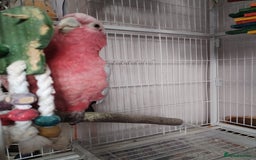 Cockatoo birds for sale: Galah cockatoo  - Image 3