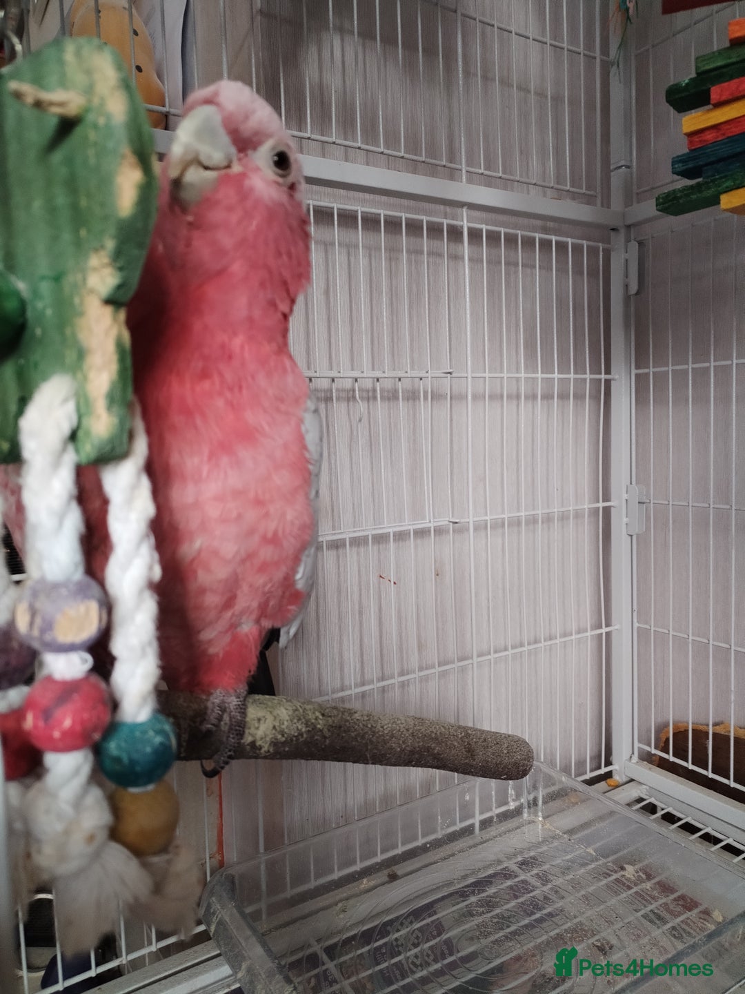 Cockatoo birds for sale: Galah cockatoo  - Image 3