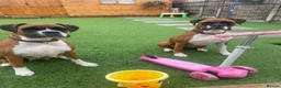 Boxer dogs for sale: Brandi  in Billericay - Advert 5