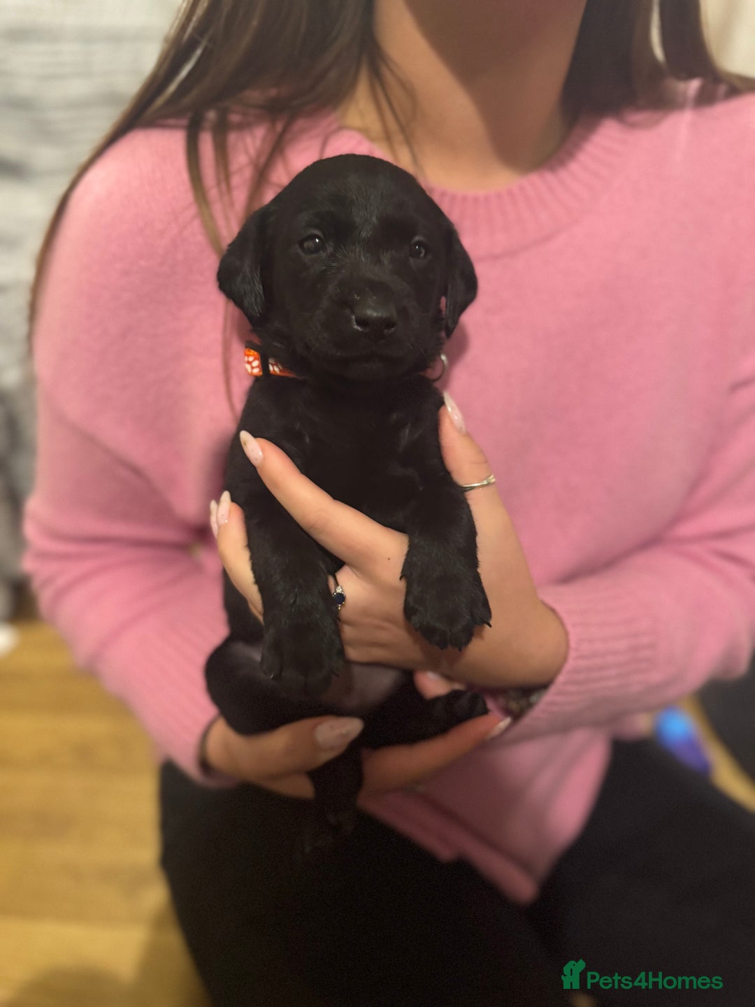 Labrador Retriever dogs for sale: Outstanding Litter of KC registered Labradors  - Image 27