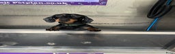 Miniature Dachshund dogs for sale: Black & tan miniature dachshund - Advert 9