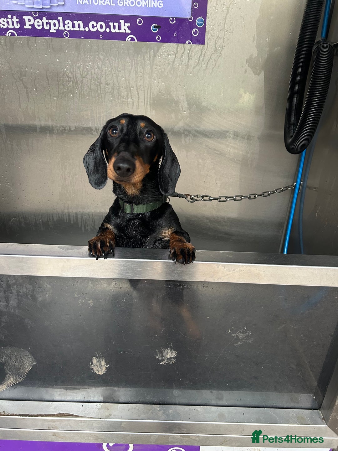 Miniature Dachshund dogs for sale: Black & tan miniature dachshund - Advert 9