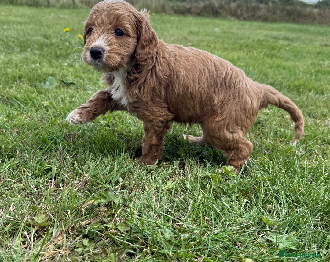 Cockapoo dogs for sale: Adorable F1B cockapoo puppies - Image 17