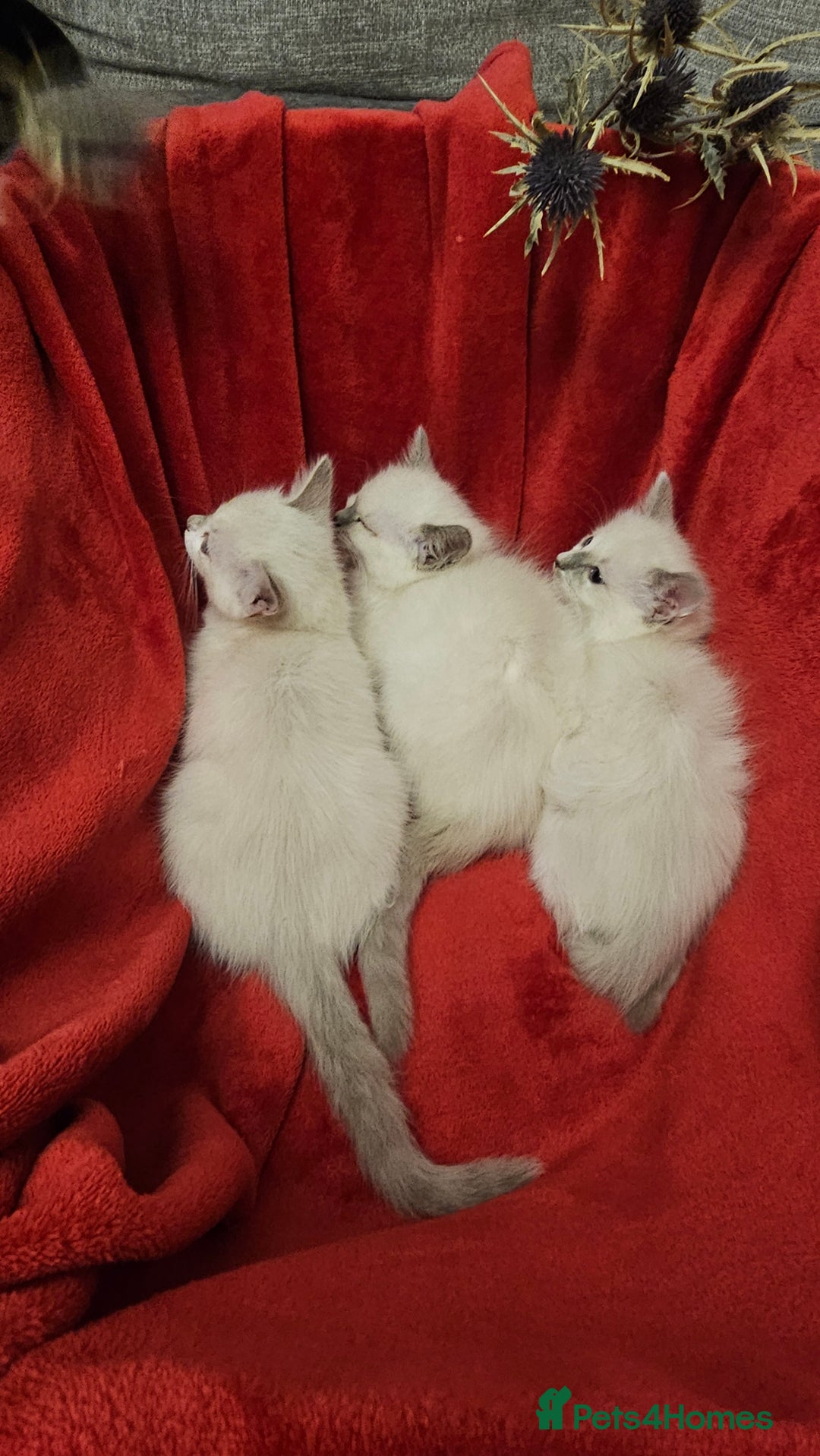 Ragdoll cats for sale: GCCF Pedigree Ragdolls Champion daddy - Image 11