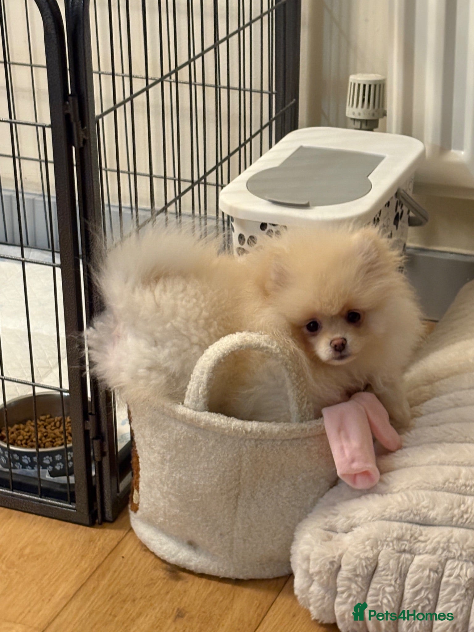 Pomeranian dogs pomeranian girl - Advert 2
