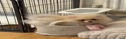 Pomeranian dogs for sale: pomeranian girl - Advert 1