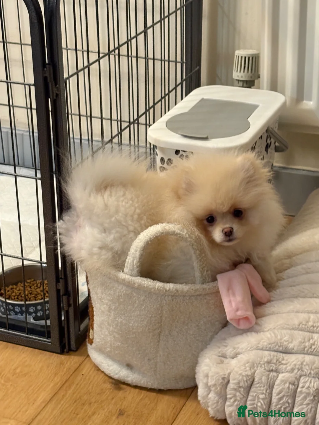 Pomeranian dogs for sale: pomeranian girl - Advert 1