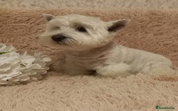 West Highland Terrier dogs for adoption: Tina: The Little Yorkie  - Image 1