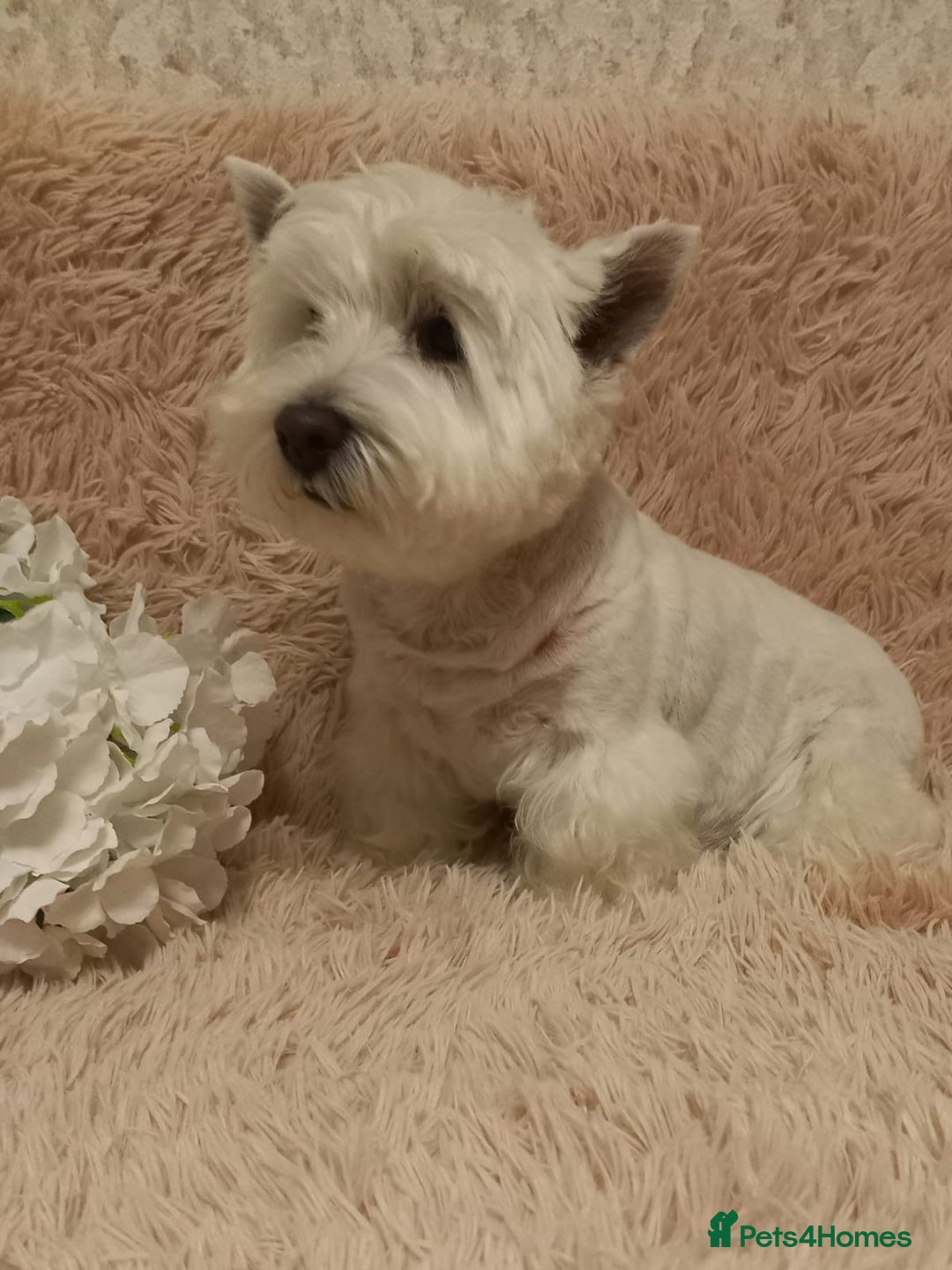 West Highland Terrier dogs for adoption: Tina: The Little Yorkie  - Image 1