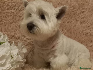 West Highland Terrier dogs - Advert 16