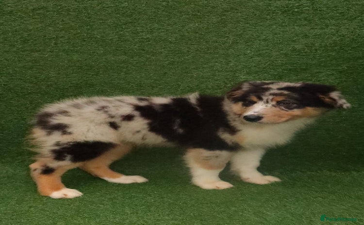 Australian Shepherd dogs Australia shepherd Kc puppies TWO LEFT  - Advert 2