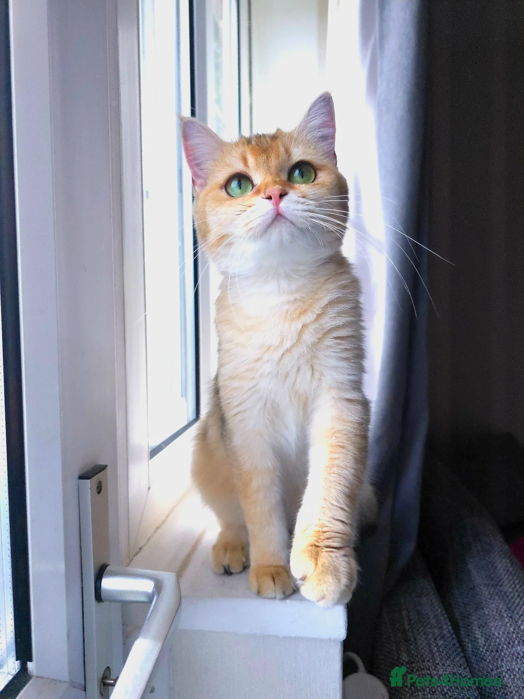 British Shorthair cats for sale: Golden British Shorthair Active - Advert 2