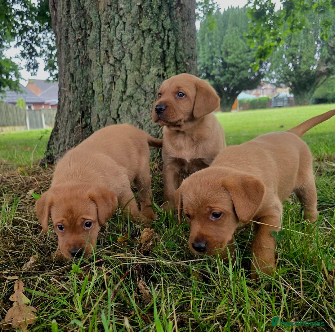 Labrador Retriever dogs for sale: Fox red labrador puppies - Image 21