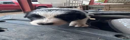 Border Collie dogs for sale: Very Cute Fluffy Border Collie Pups - Advert 27