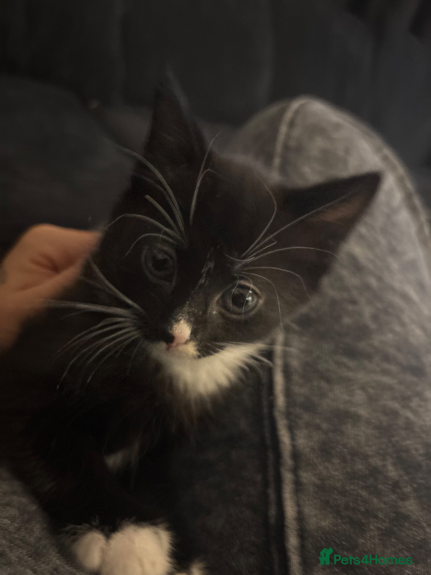 European cats Female kitten for sale  - Advert 2