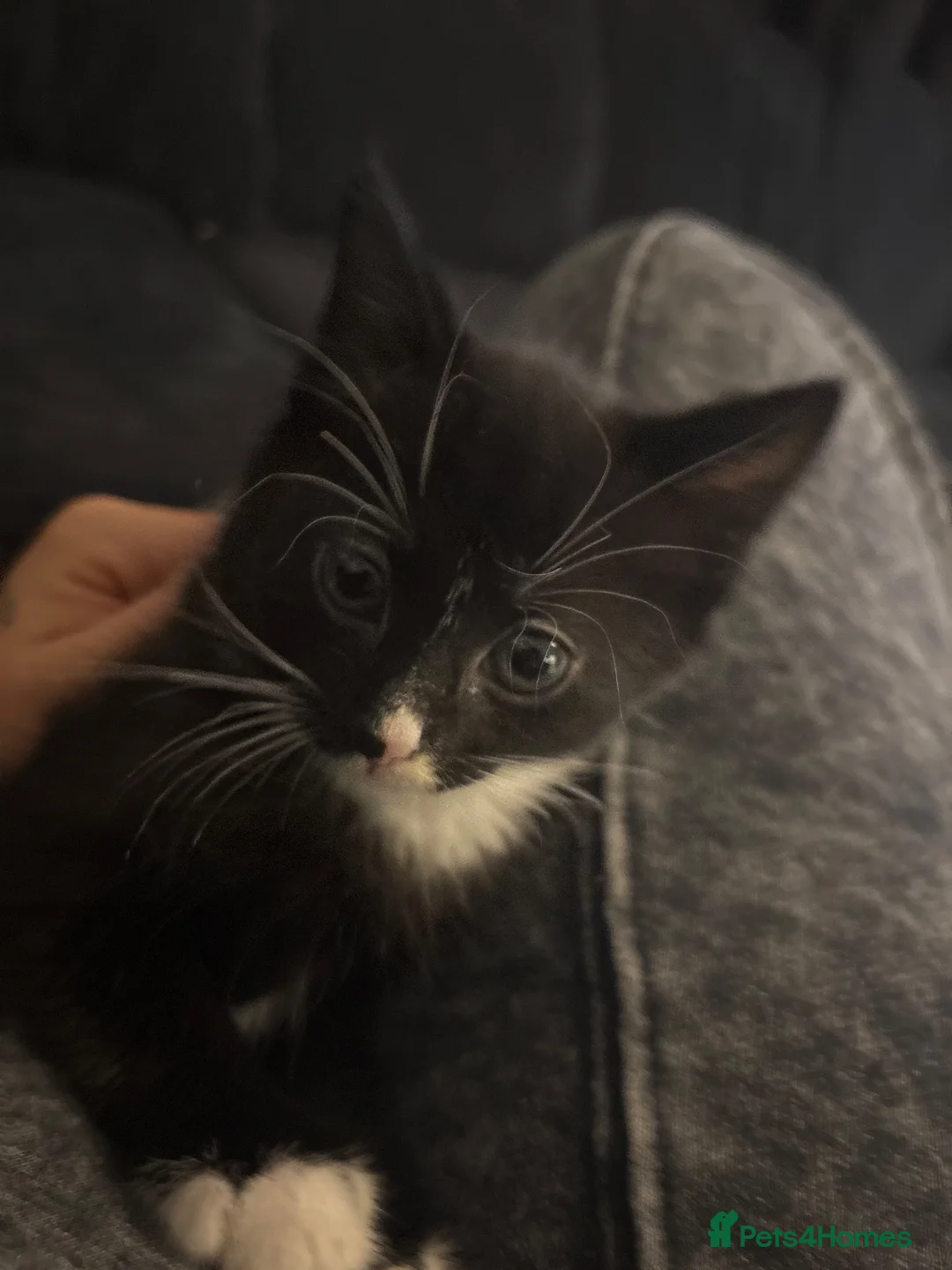 European cats for sale: Female kitten for sale  in Gillingham - Advert 1