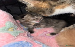 British Shorthair cats for sale: BRITISH SHORTHAIR CROSS OCICAT KITTENS - Image 6