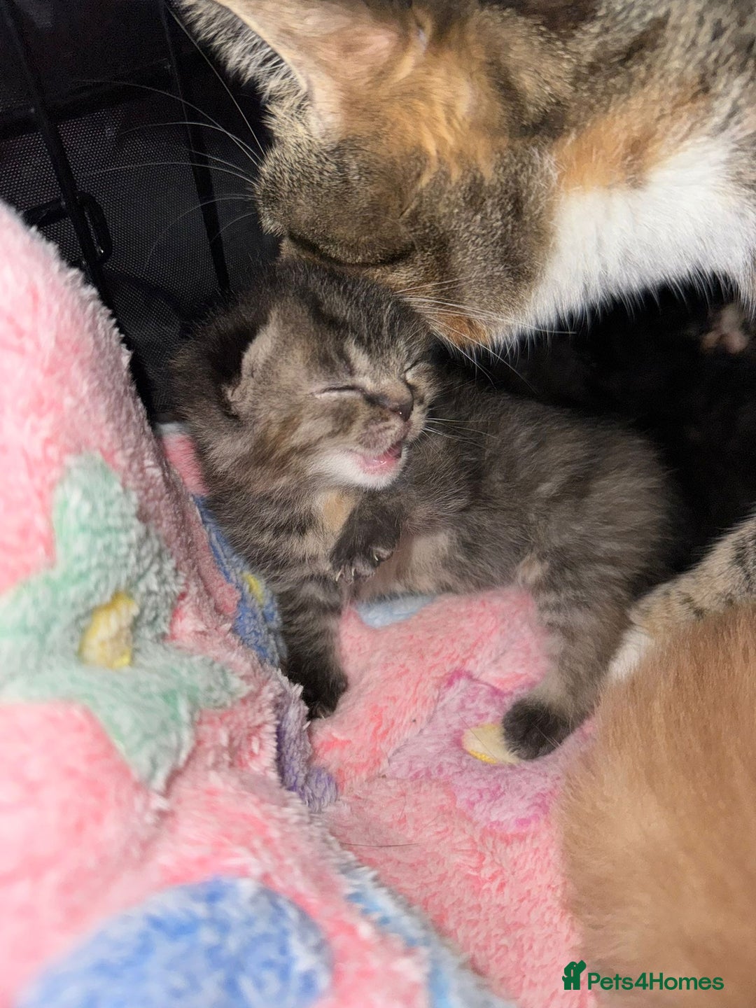 British Shorthair cats for sale: BRITISH SHORTHAIR CROSS OCICAT KITTENS - Image 6