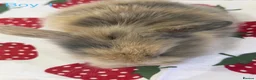 Mini Lion Lop rabbits for sale: Ready to leave 02/09/2026 - Advert 4