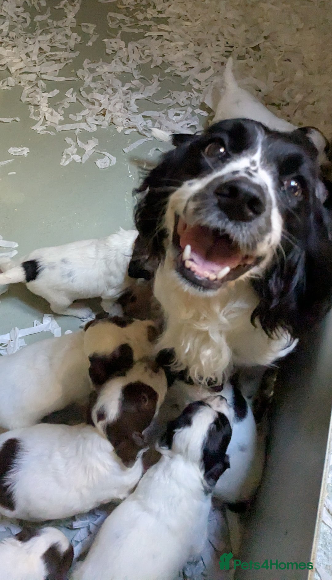English Springer Spaniel dogs for sale: Speckled mixed colour ESS pups,TESTED PARENTS - Image 19