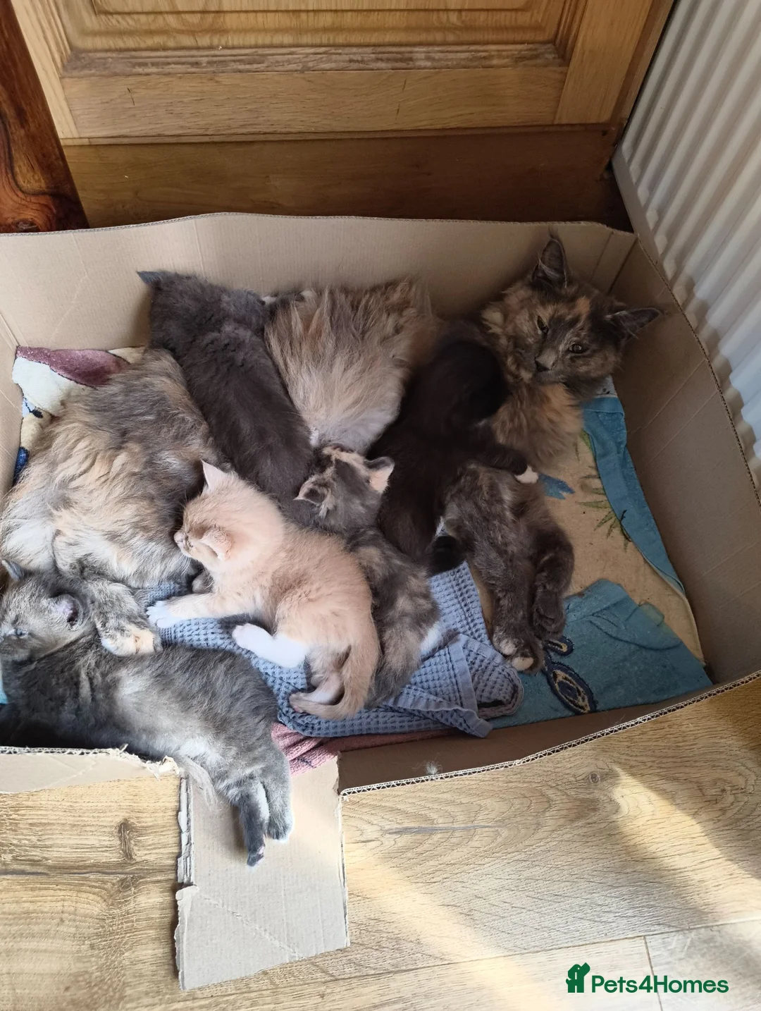 Maine Coon cats for sale: Half Maincoon kittens. Mother is 100% Maincoon  - Advert 2