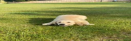 Golden Retriever dogs for sale: Amazing Golden Retriever Puppies - Advert 5