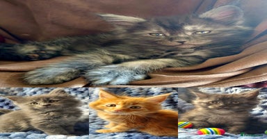 Maine Coon cats in Alfreton - Advert 2