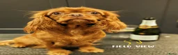 Cavapoo dogs for sale: F1 Cavapoo pups, extensively health tested parents - Advert 10
