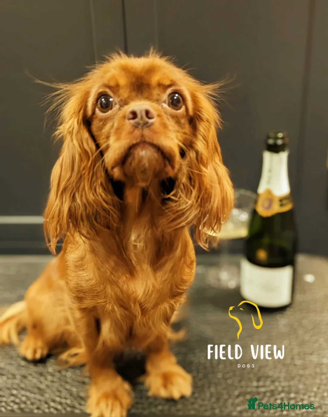 Cavapoo dogs for sale: F1 Cavapoo pups, extensively health tested parents - Advert 10