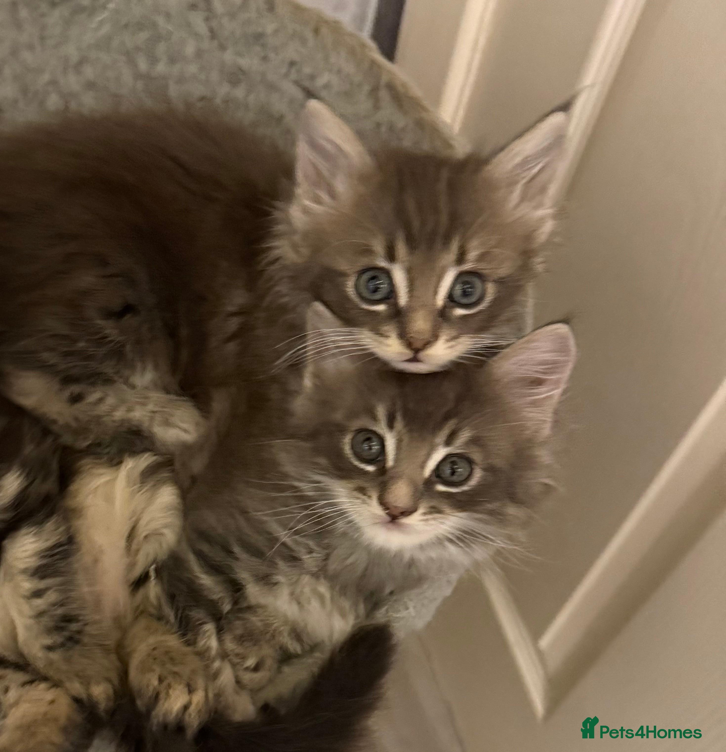 Maine Coon cats Maine Coon kittens  - Advert 1