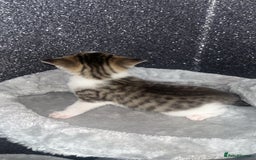 Mixed Breed cats for sale: 3 beautiful tabby kittens ♥️ - Image 4