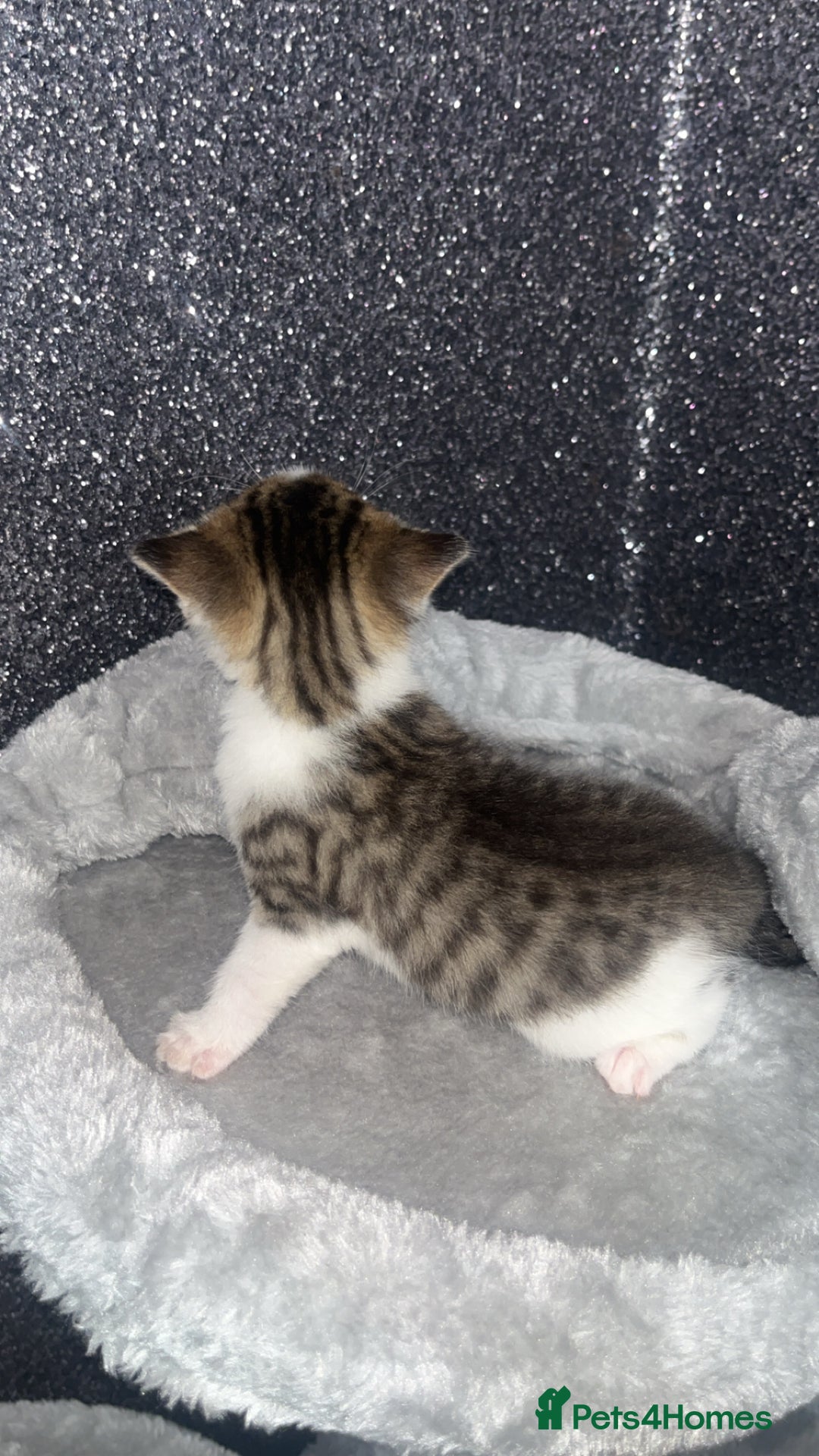 Mixed Breed cats for sale: 3 beautiful tabby kittens ♥️ - Image 4