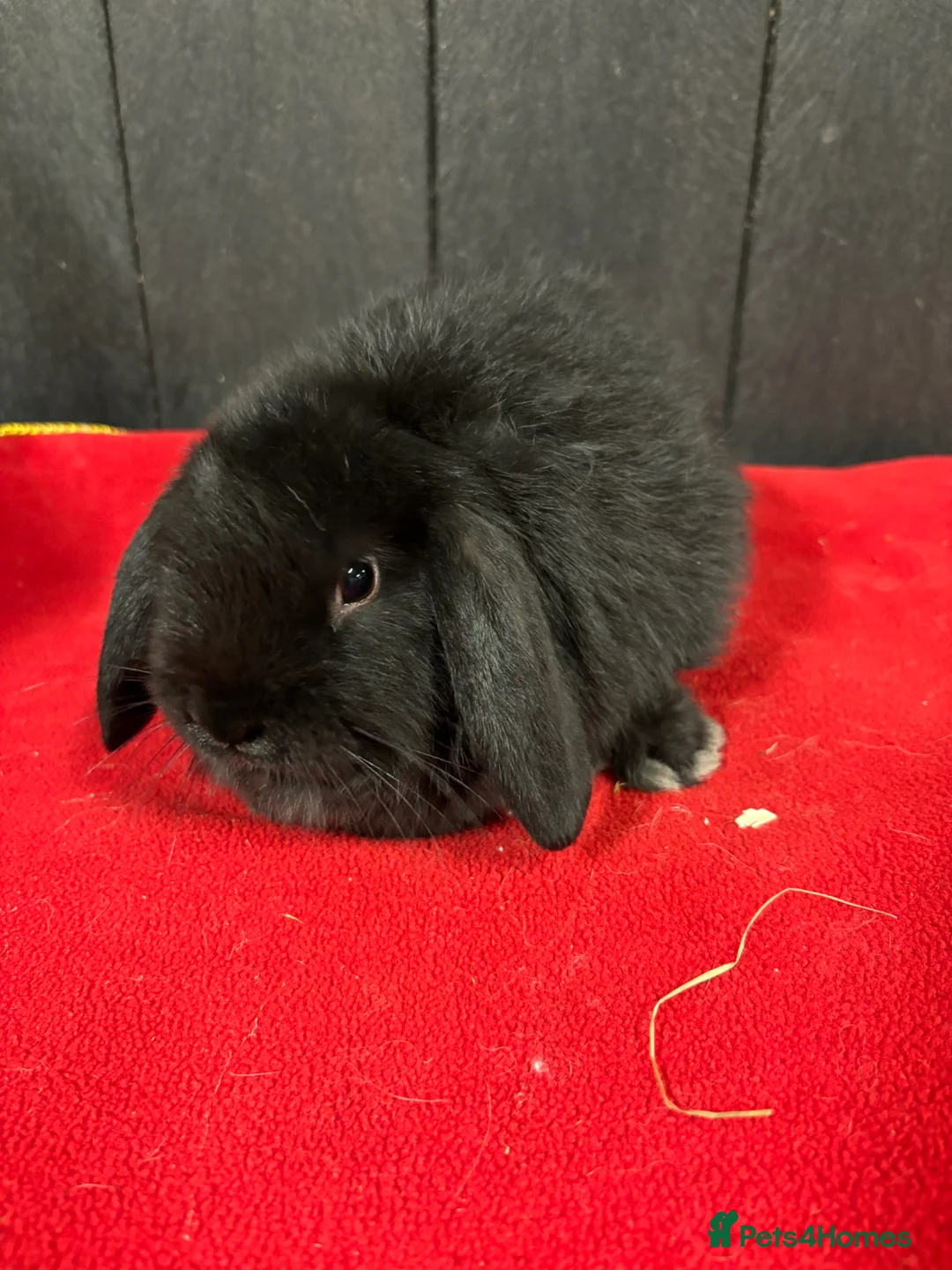 Mini Lop rabbits for sale: ⭐️⭐️⭐️Stunning mini lops⭐️⭐️⭐️ - Advert 6