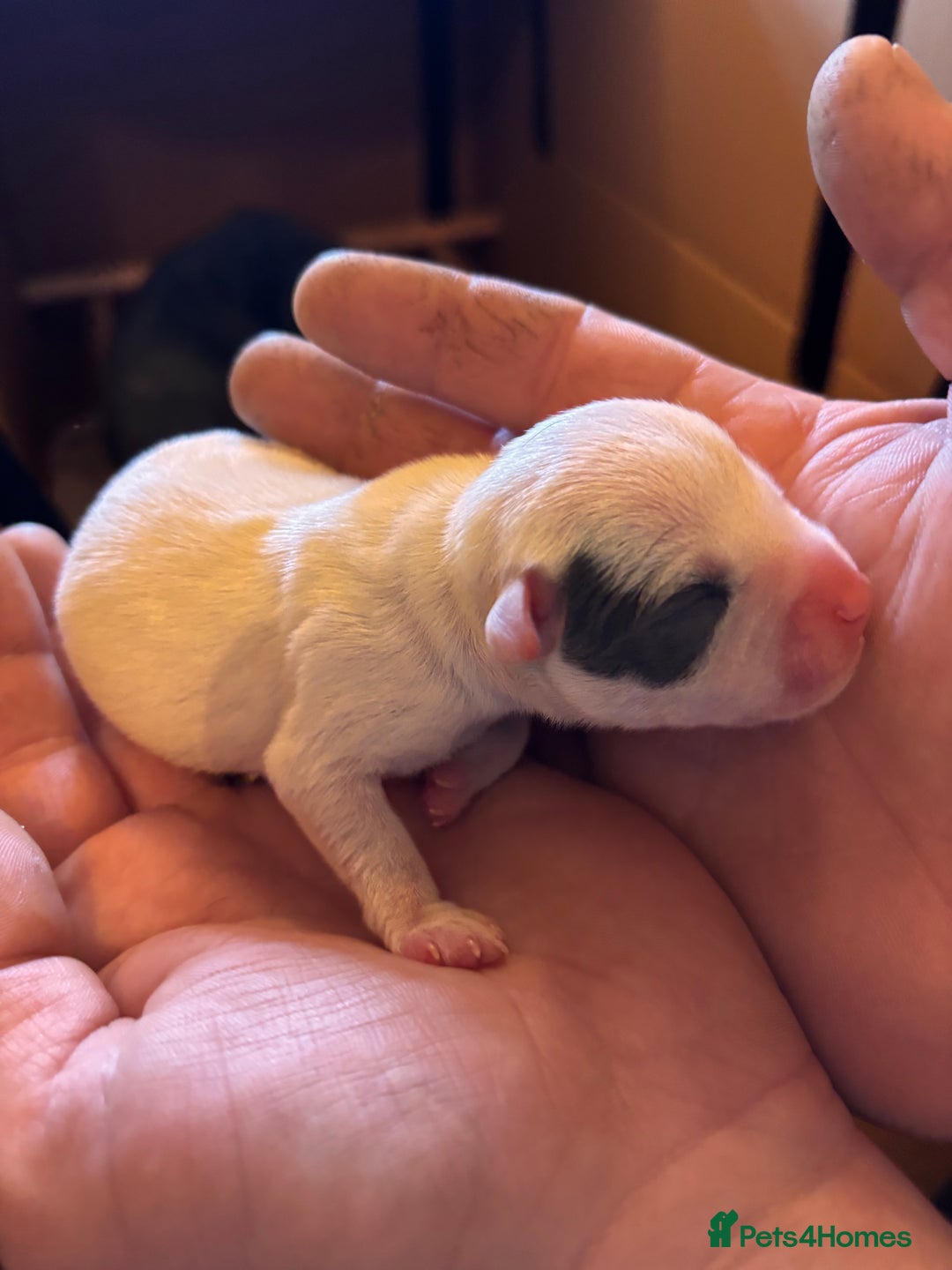 Staffordshire Bull Terrier dogs for sale: Kc reg pied, blue and black Staffies  - Advert 4