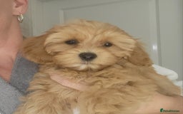 Cavapoochon dogs for sale: Cavapoochon (last girl left ready now)  ) - Image 8