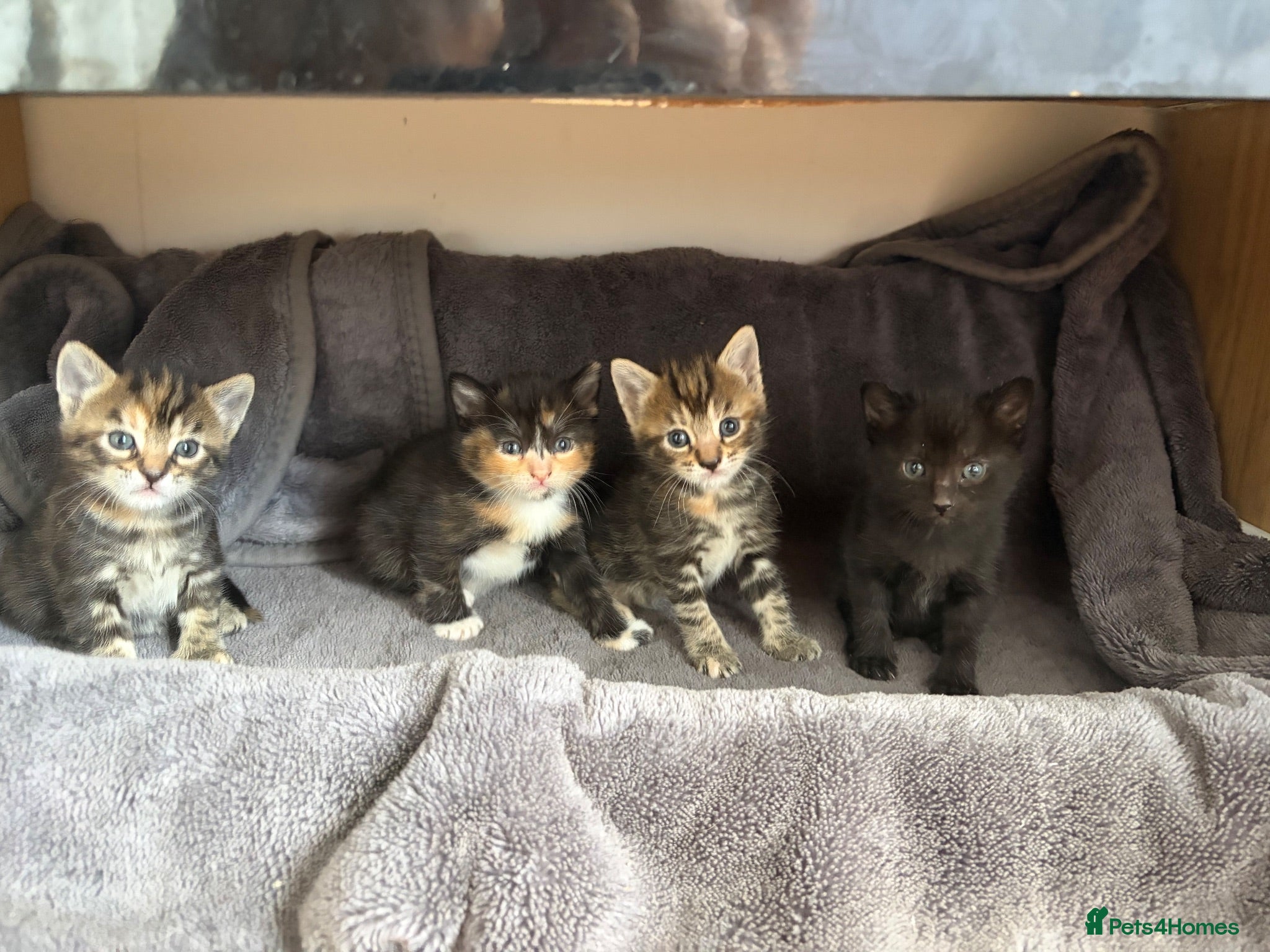 Mixed Breed cats Four Gorgeous Kittens  - Advert 14